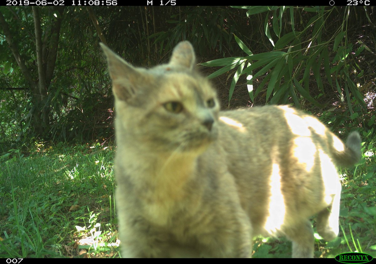 trailcam (@trail_cams) on Twitter photo 