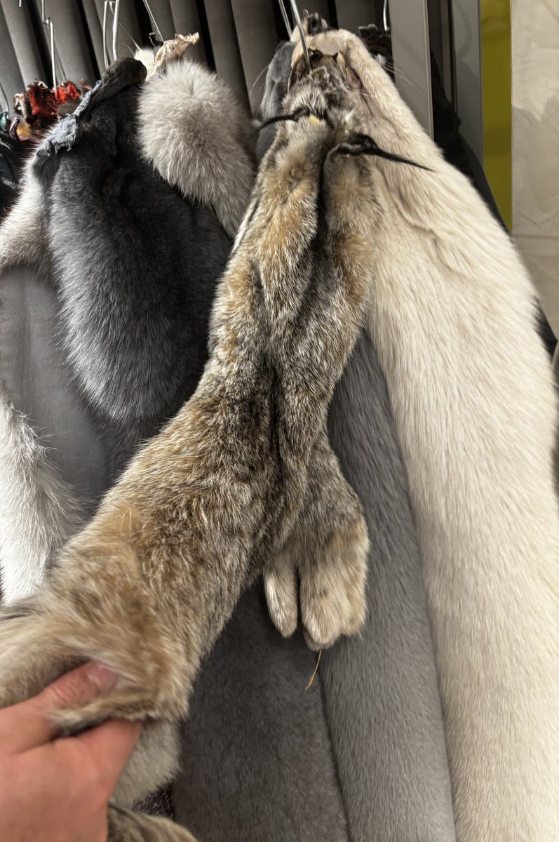 İspanya’da bir çiftlikte koyunların karnından canlı şekilde alınan kuzu ceninlerinin postuyla mont, kaban vb yapıldığını öğrendim Cuma günü bir ziyarette; adına da swakara deniyor.

Aklımı yitirmiş vaziyetteyim insan denen mahlukun acımasızlığı karşısında.

Fotoğrafta da nesli