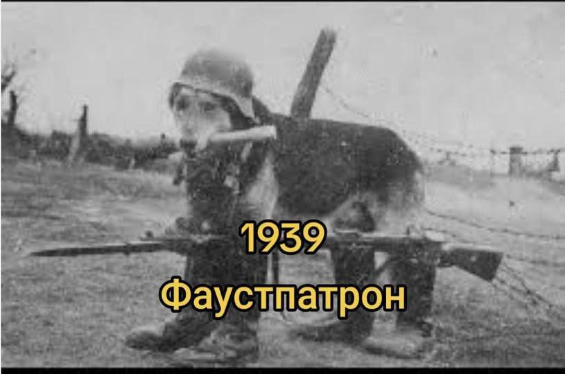 Мурзік Васильович повертається tweet media