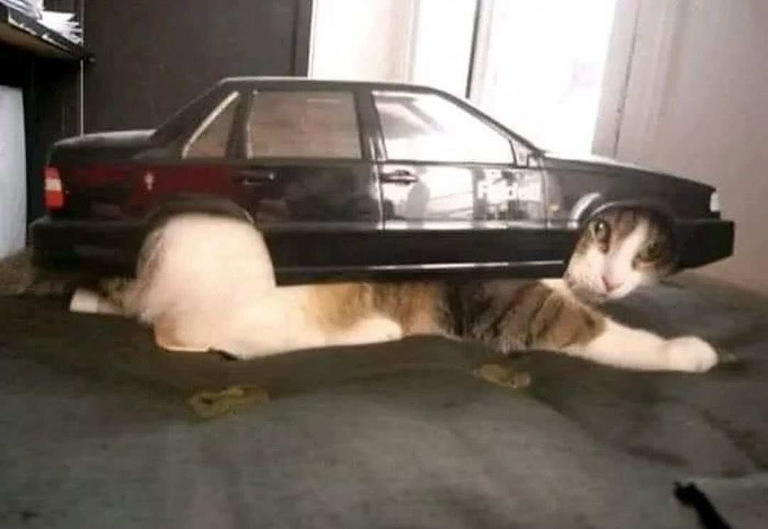 Punch Cat (@punchingcat) on Twitter photo 