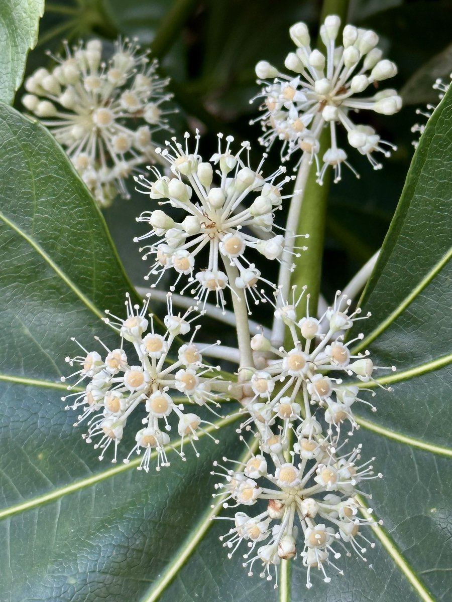 Cloudsailor / 星羅の一日一花 (@sjyszm) / Posts / X