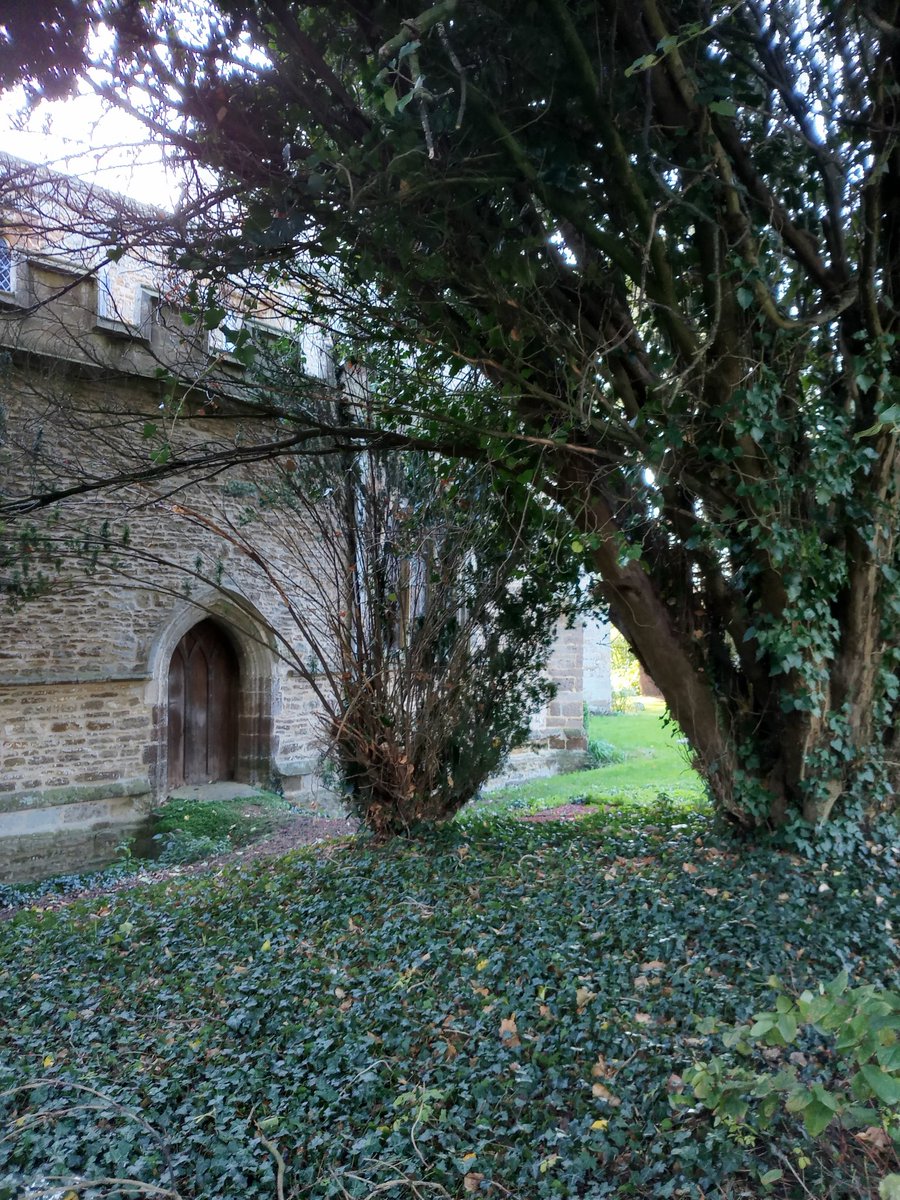 phil0073's tweet photo. Yews at #StNicholasGreatDoddington. #PhilOnaBike #YewTree #treepeople https://t.co/ASZ4VpboYZ