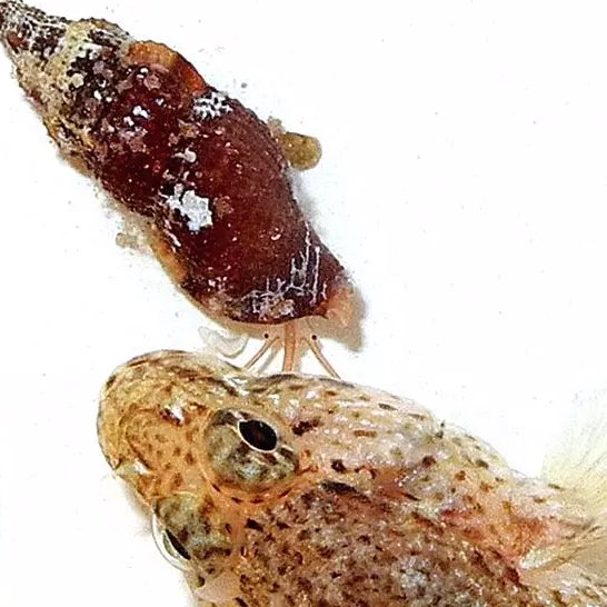 Lemi Lichen 🐌🧪 SVP tweet media