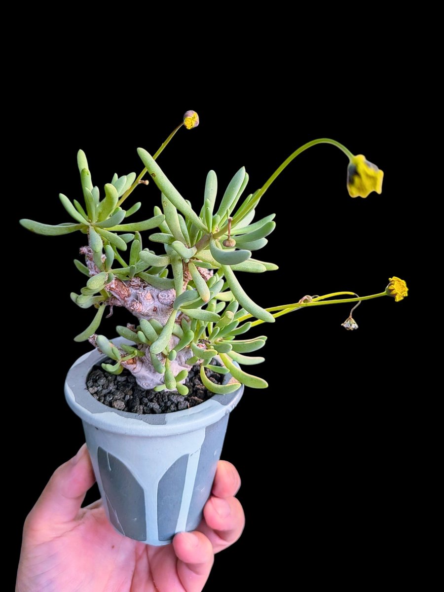 drybizarre's tweet photo. Othonna clavifolia
昨年までは休眠期は屋内日陰で管理していたけど試験的に今年は夏の間も屋外炎天下でも元気に過ごしたクラヴィフォリア
とくに萎れることなく過ごしたので意外と暑さには強いっぽい
#オトンナ
#Othonna
#塊根植物 https://t.co/0vFDJDtDT1