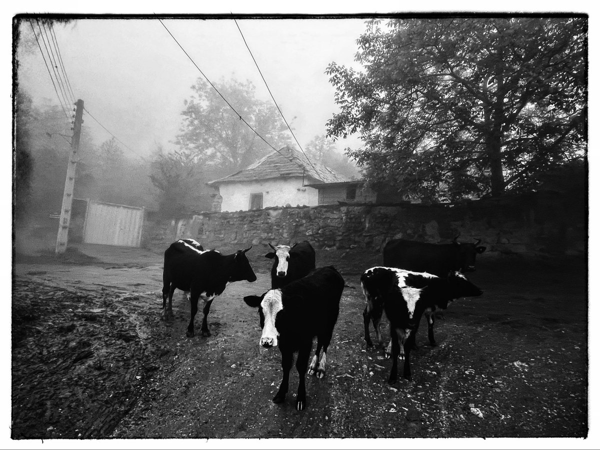 The fog doesn’t hide… it reveals what we ignore…
What do you see when the world blurs?