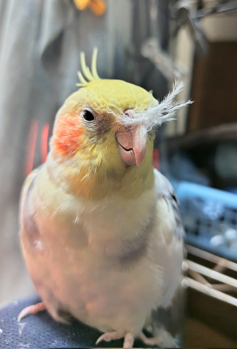 クリスマスにはまだちょっと早いよ😅
#オカメインコ
#インコ
#サンタのヒゲ
#おはよう