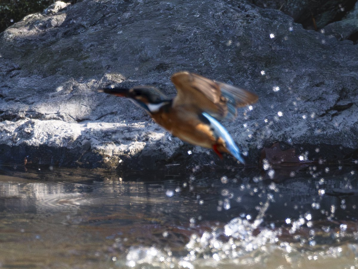 12/6 いつもと違う公園内池 うちの奥さん、カメラ撮影2回目 ピンボケ