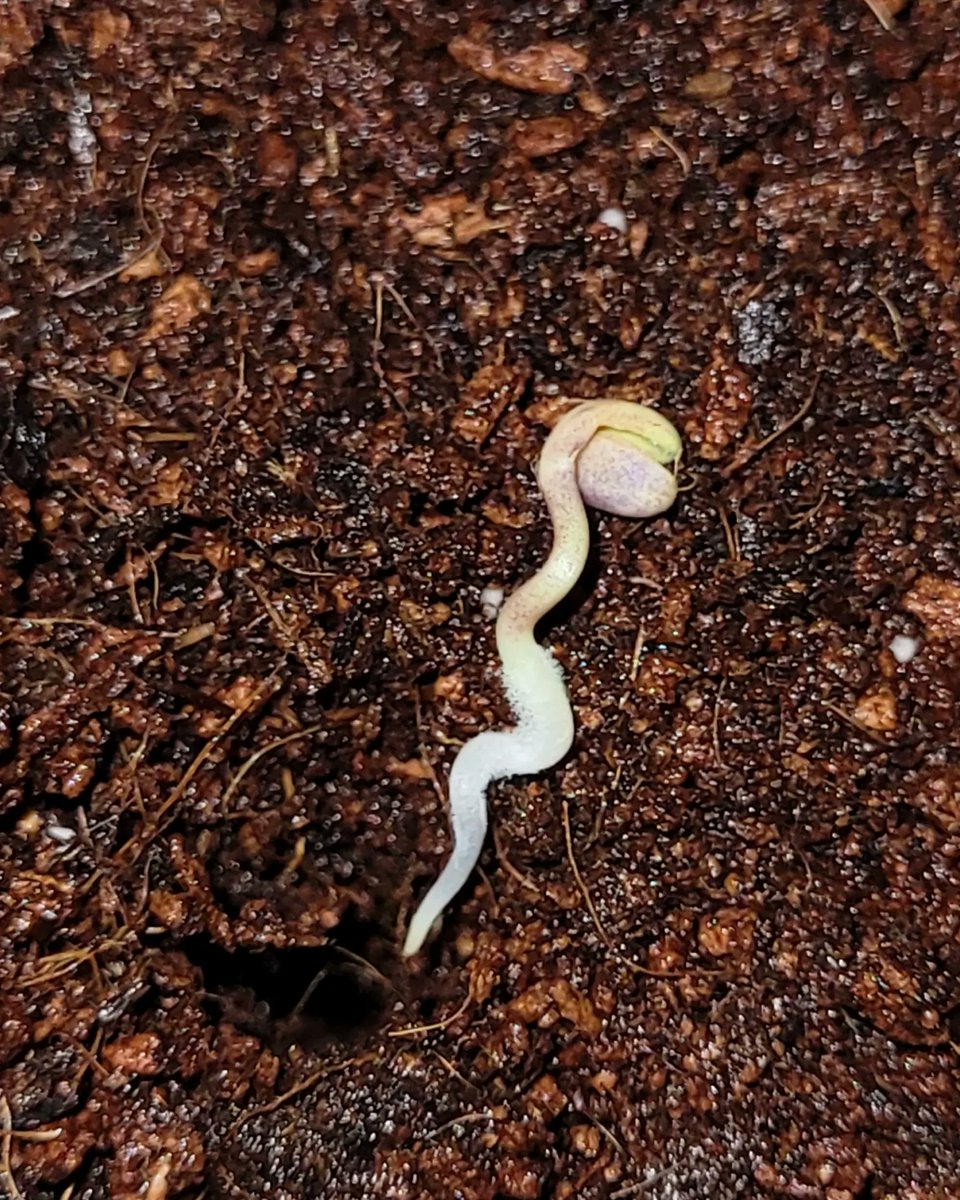 Buenas noches 🌙
Explosión de Vida 🌱 <a href="/KannabiaSeeds/">Kannabia Seeds</a> 
.
Índica Cream 🍯 +INFO GENÉTICA
kannabia.com/es/semillas-ma…
* 20% de descuento ❗️
* Código: sofijardinera