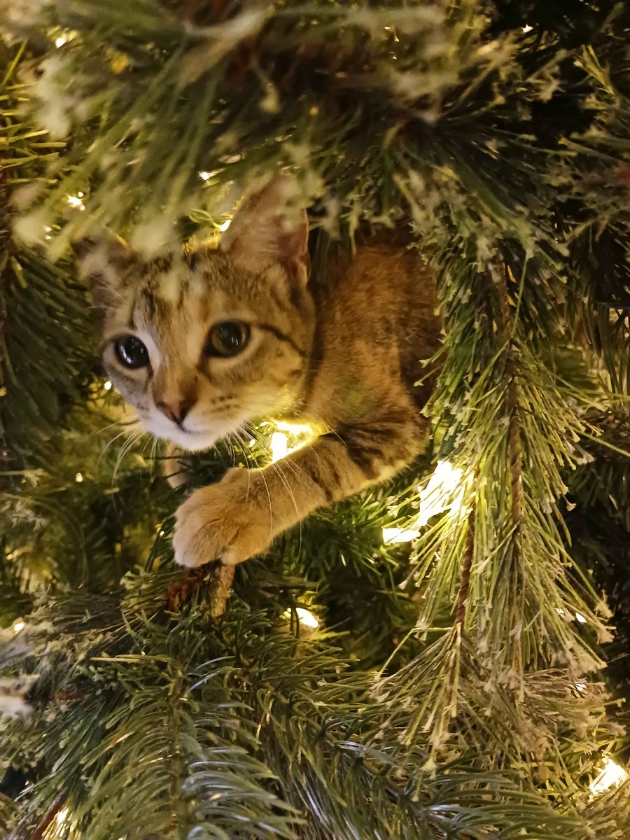 Cat update - They have adjusted to the presence of the Christmas tree. (read: they believe they own it and must remove all ornaments from it every day!)