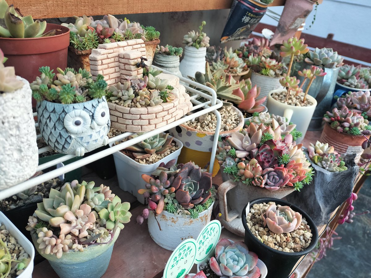 TanikuriT's tweet photo. 早起き？したのでタニパト～。だいぶ寒いので多肉たちはもう動かんよなー。植え替え遅かったから、このまま根付かずだろうし、春まで待つしかないか💦やっぱ10月に植え替え終わらせんと！（毎年言ってるw） https://t.co/yGIKBnZyN4