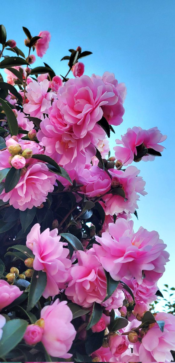 Flower Photo Club Community on X - 4.4K Members