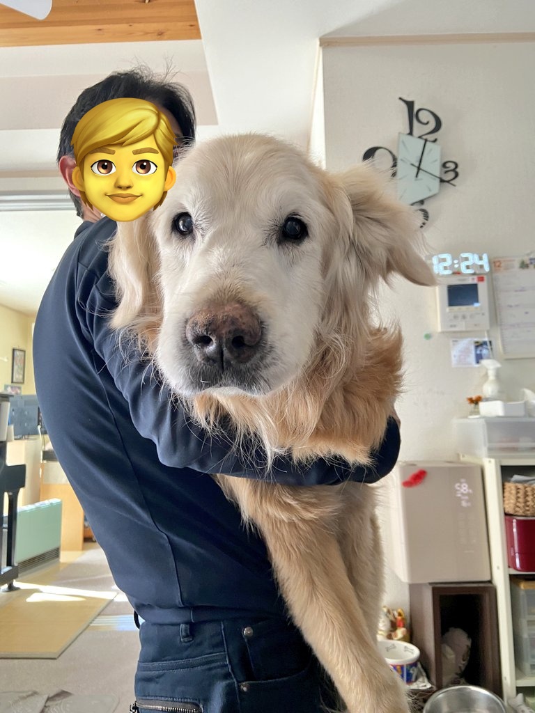 今日のわんこ ちょっと痩せた 13歳7ヶ月のおじいわん #ゴールデン