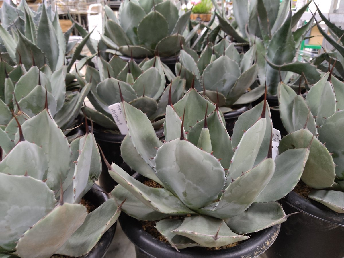 ガーデンセンター新田店】 ドライガーデンの必須級アイテム！即戦力