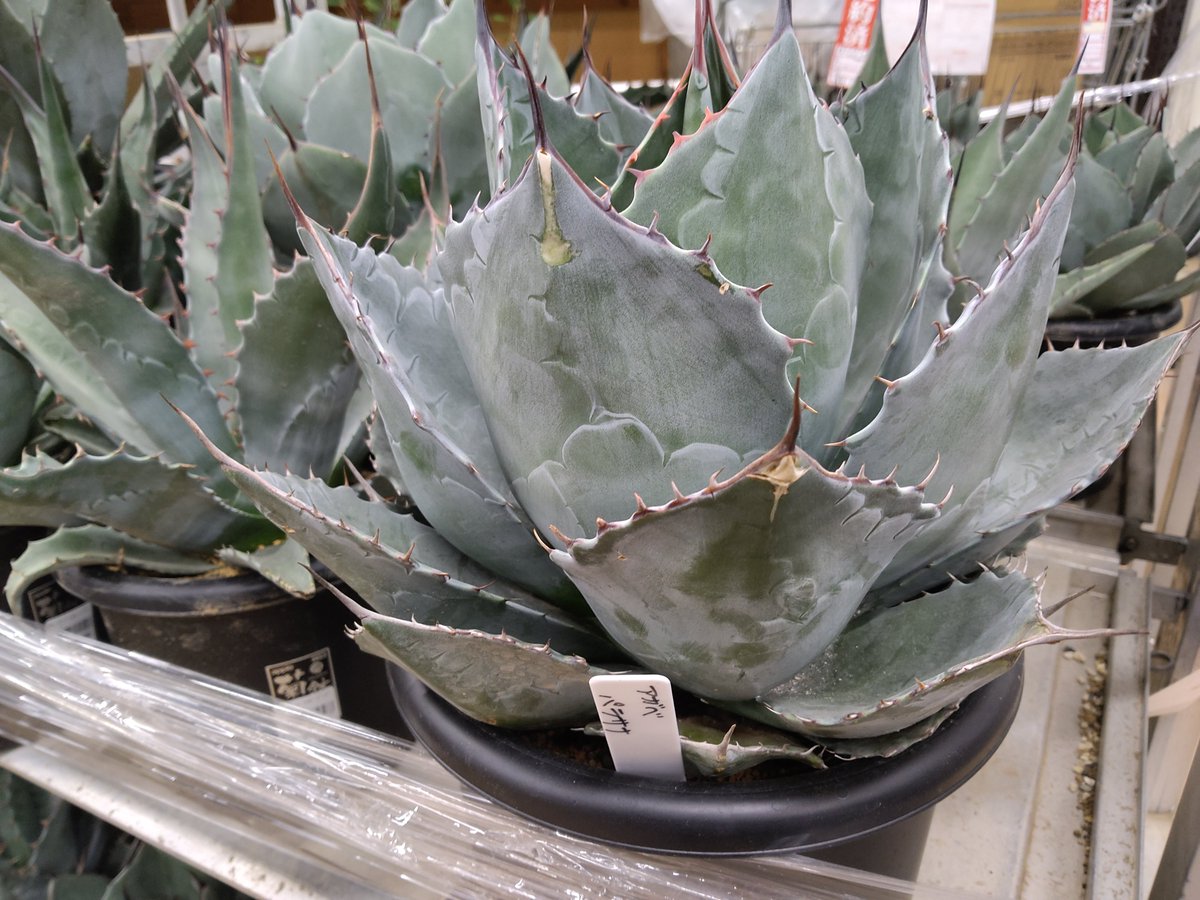 ガーデンセンター新田店】 ドライガーデンの必須級アイテム！即戦力