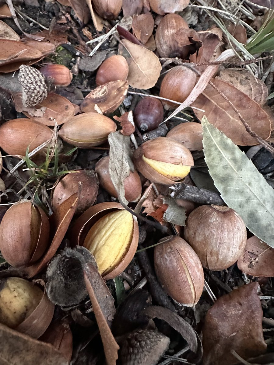 Post by くろかわ on X: どんぐりシーズン