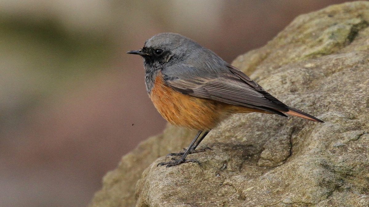 Richard Willison tweet media