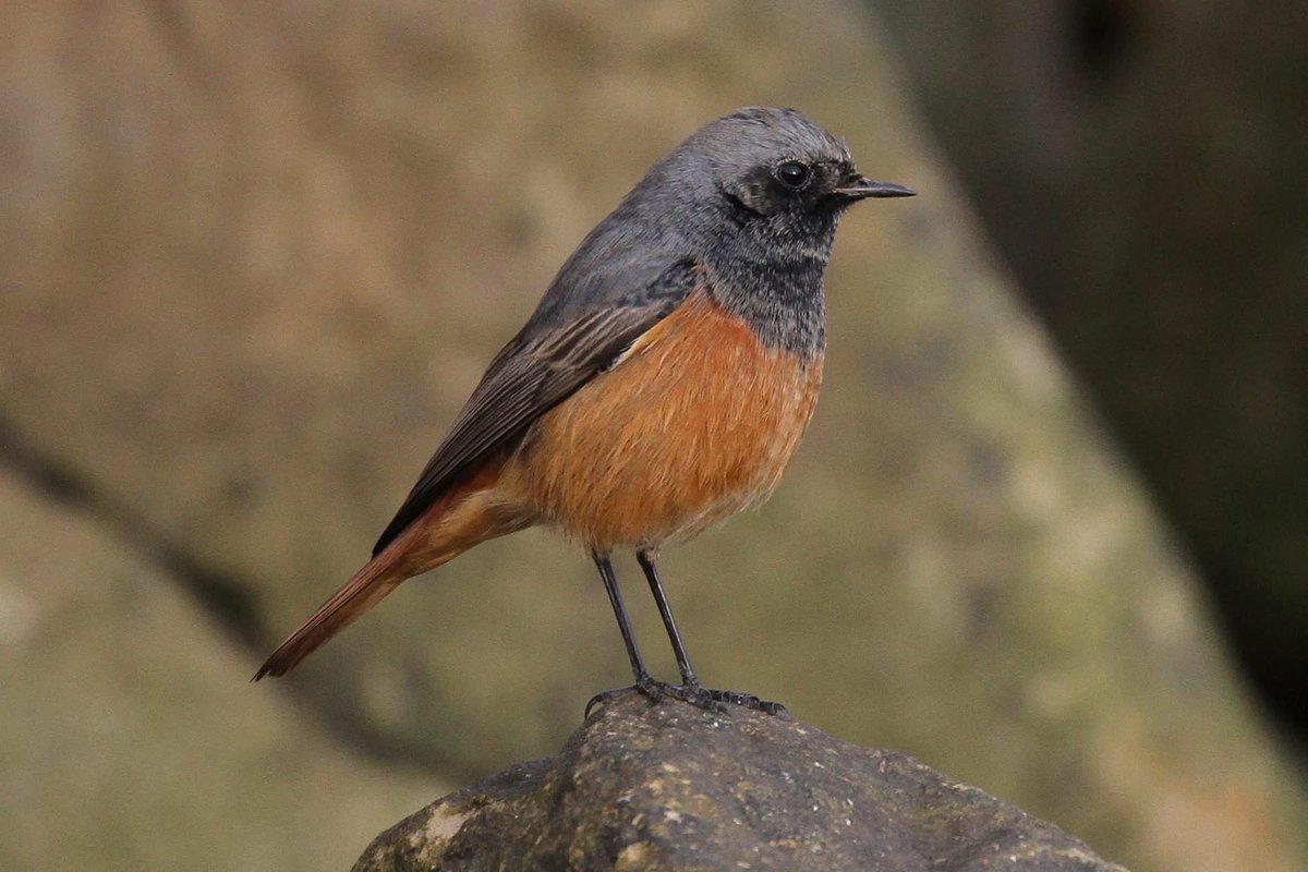 Richard Willison tweet media