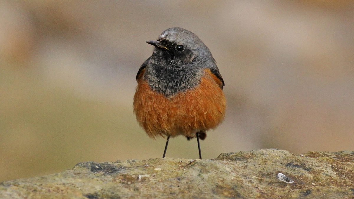 Richard Willison tweet media