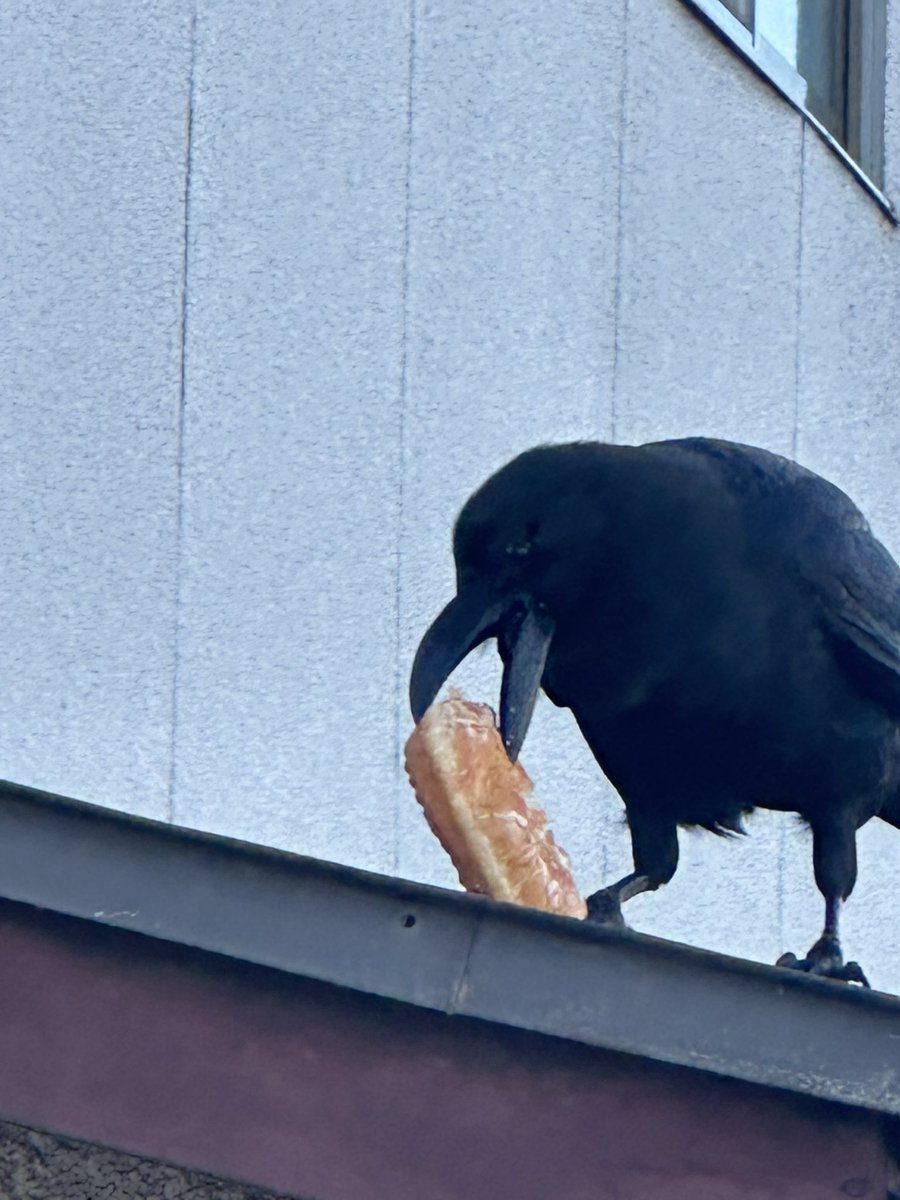 JavaLangRuntime's tweet image. 朝ごはん無くなりました