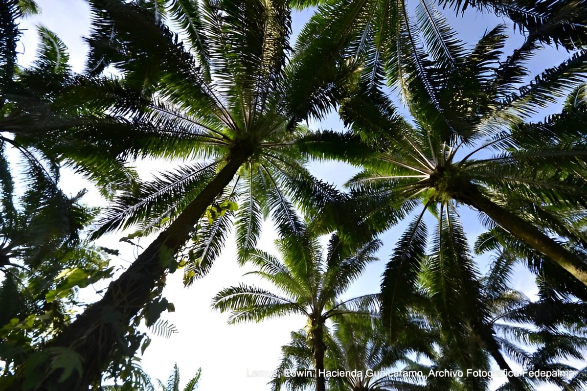 FedepalmaOrg's tweet image. 🌞 La palma de aceite en Colombia 🇨🇴 es parte de un paisaje que convive con la naturaleza, integrando producción responsable y respeto por el entorno. #PalmaSostenible