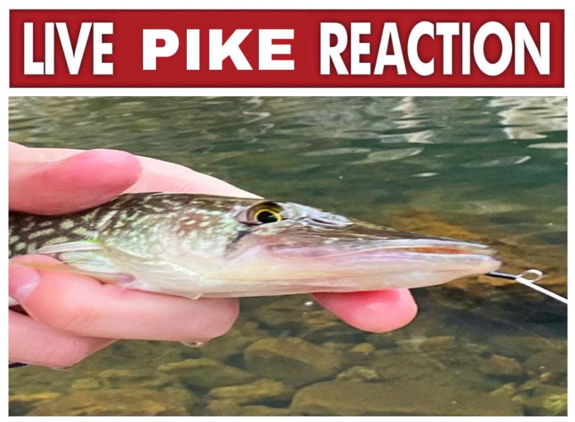 Femgirl Fishing🏳️‍⚧️🎣 tweet media