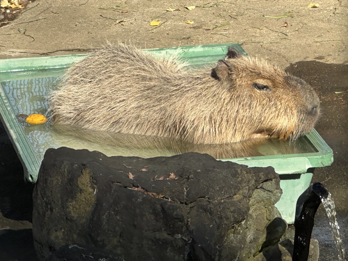 かぴばら3 (@kapibara334) / Posts / X