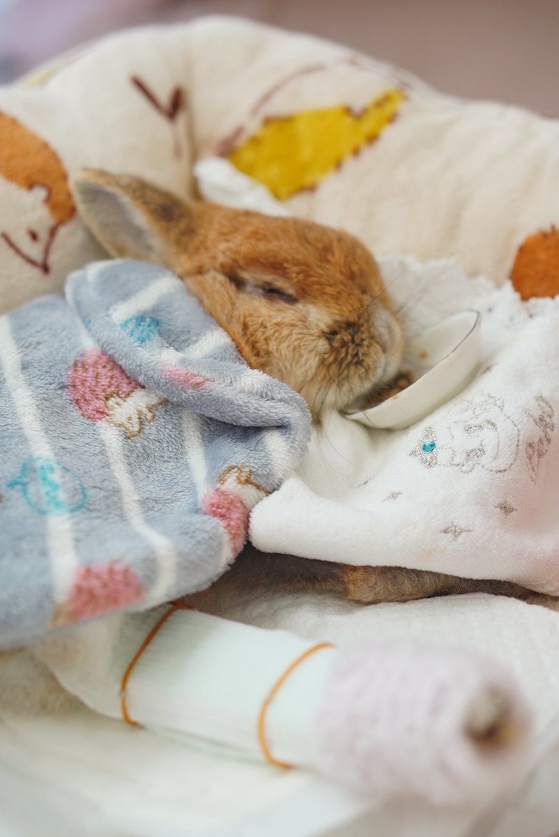 チビ太(CHIBITA🐰)のママ太 (@piccolocibi) / Posts / X