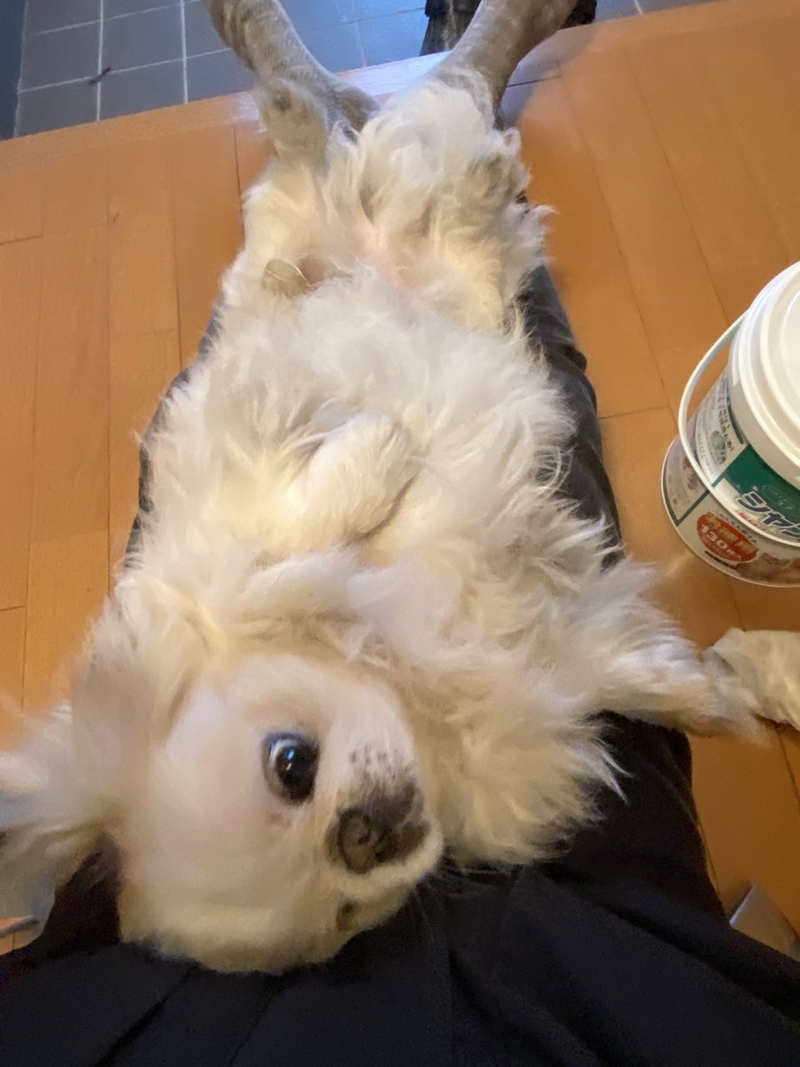 大阪行きの朝は寒い🥶

そして散歩の後に足の上で
お腹を大人しく拭かせてくれる獅子丸w