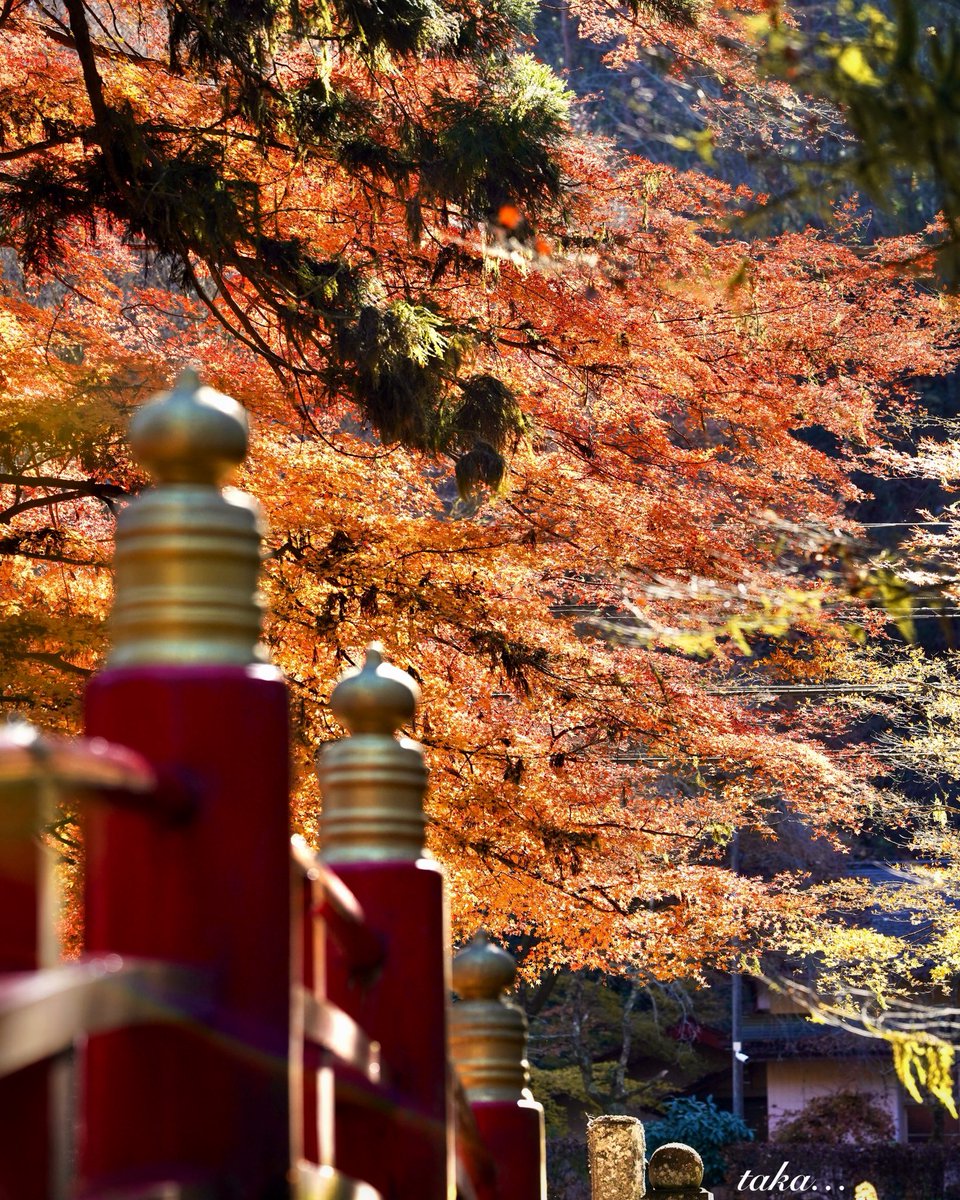 抹茶kinaco (@maccyakinaco1) / Posts / X