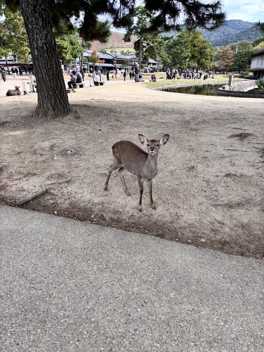 こった tweet media