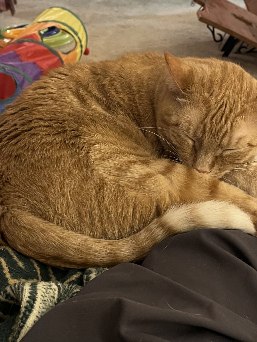 TwoCatsToday tweet media
