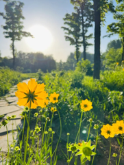 ava7864512's tweet photo. The sun shines brighter when surrounded by flowers. 🌞 https://t.co/gnbC2cAk1b