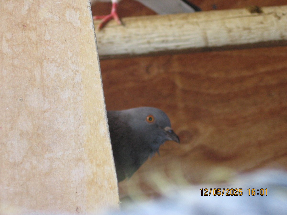 operatorihc's tweet image. Pigeons (yesterday)