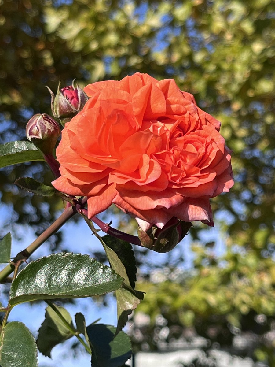 qtengqi853's tweet image. おはようございます🤗　☀️

#ＴＬを花でいっぱいにしよう
#薔薇