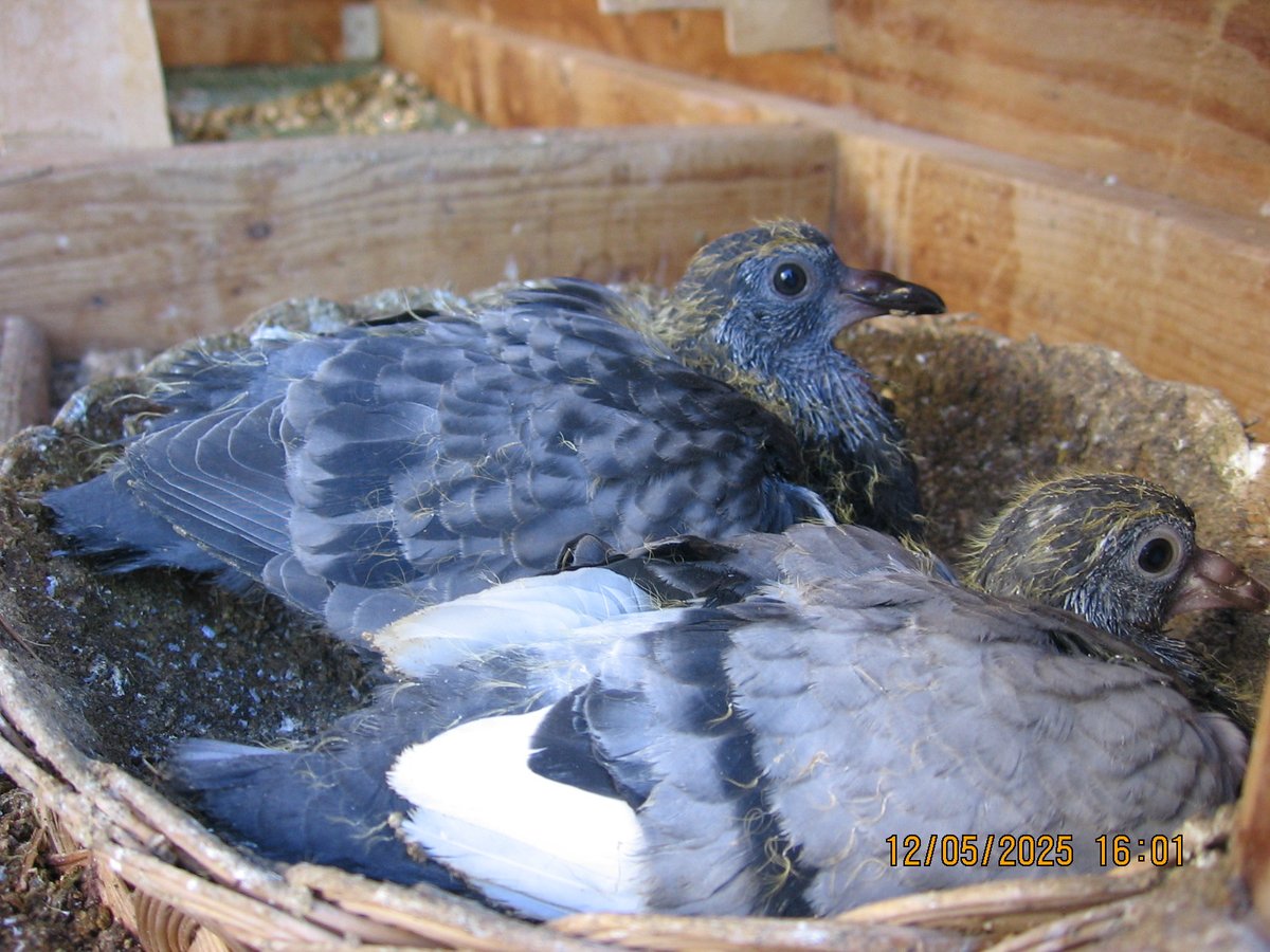 operatorihc's tweet image. Pigeons (yesterday)