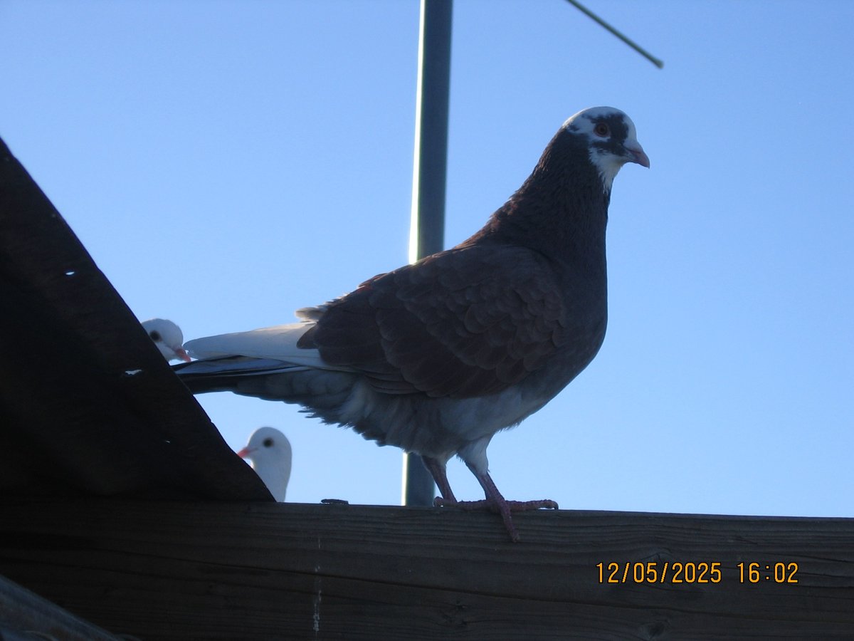 operatorihc's tweet image. Pigeons (yesterday)