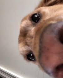 ᵀᴴᴱᅠ𝐁𝐋𝐔𝐄ᅠ𝐁𝐄𝐄𝐓𝐋𝐄ᅠ! tweet media