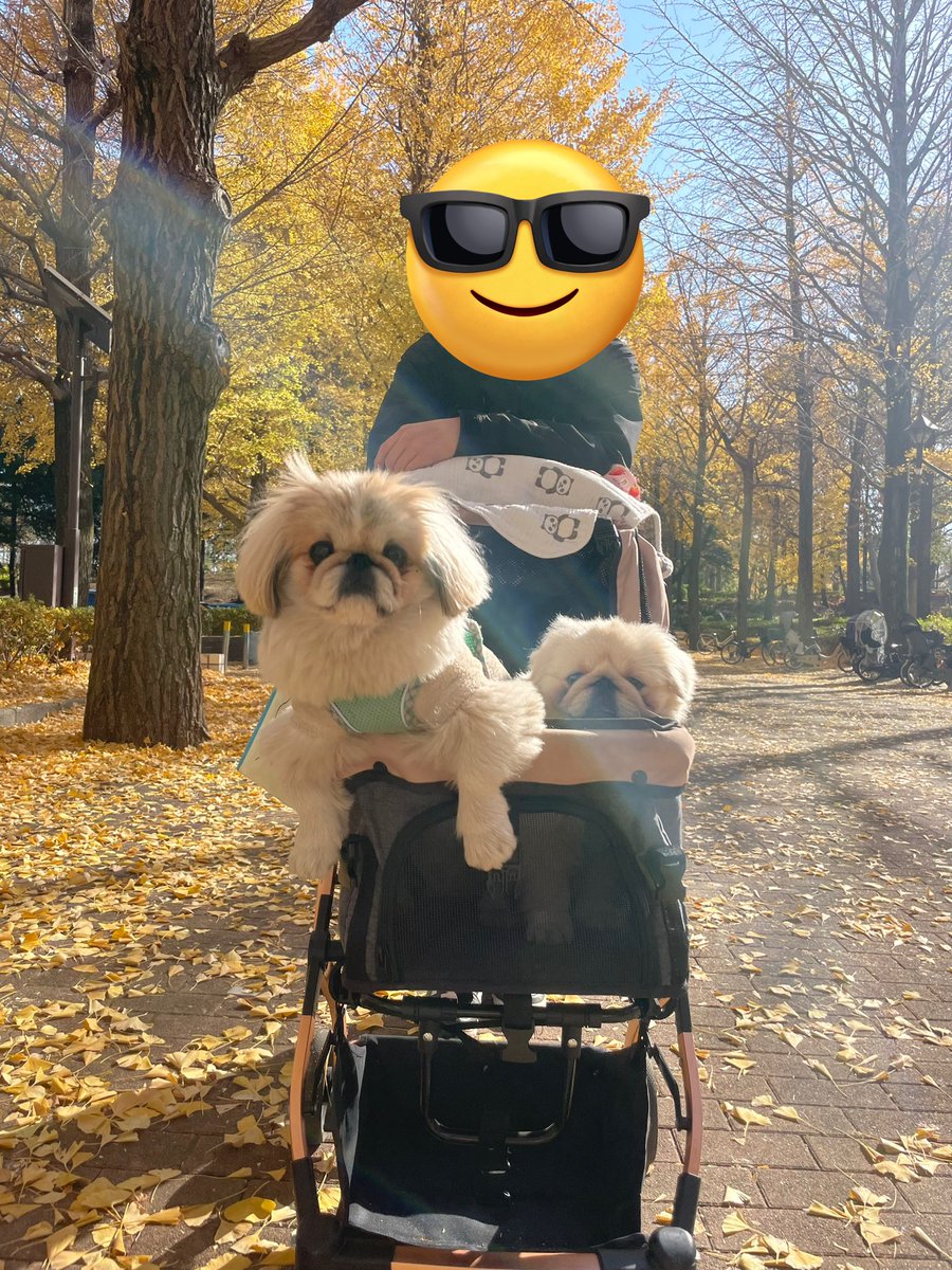 だいふくtoニコ (@pekidaifuku0718) / Posts / X