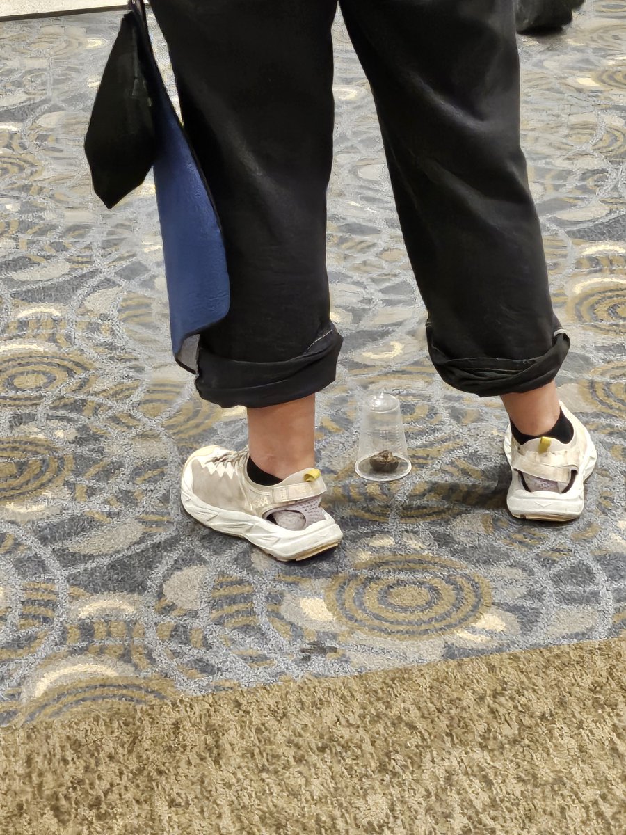 Ma1neMoon's tweet image. A third turd has hit the con #MFF25