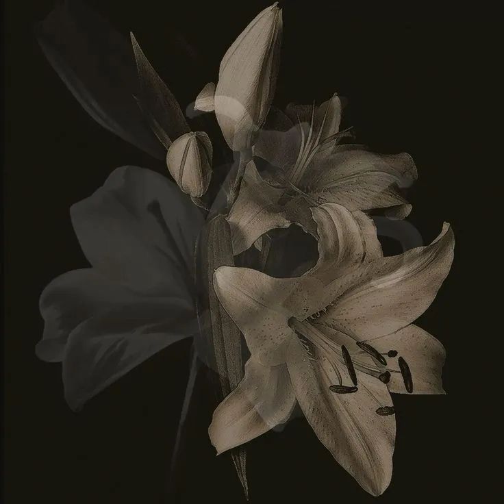 blackdreamvibes's tweet image. 