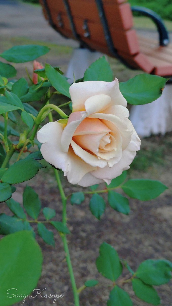 千羽鶴 】 #バラ #TLを花でいっぱいにしよう 広島の育種家によって