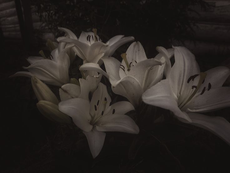 blackdreamvibes's tweet image. 