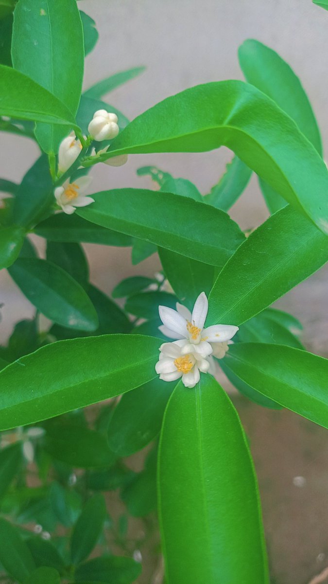 Mornings are silent blessings use them to reset your thoughts and realign your purpose.

Good Morning 💐