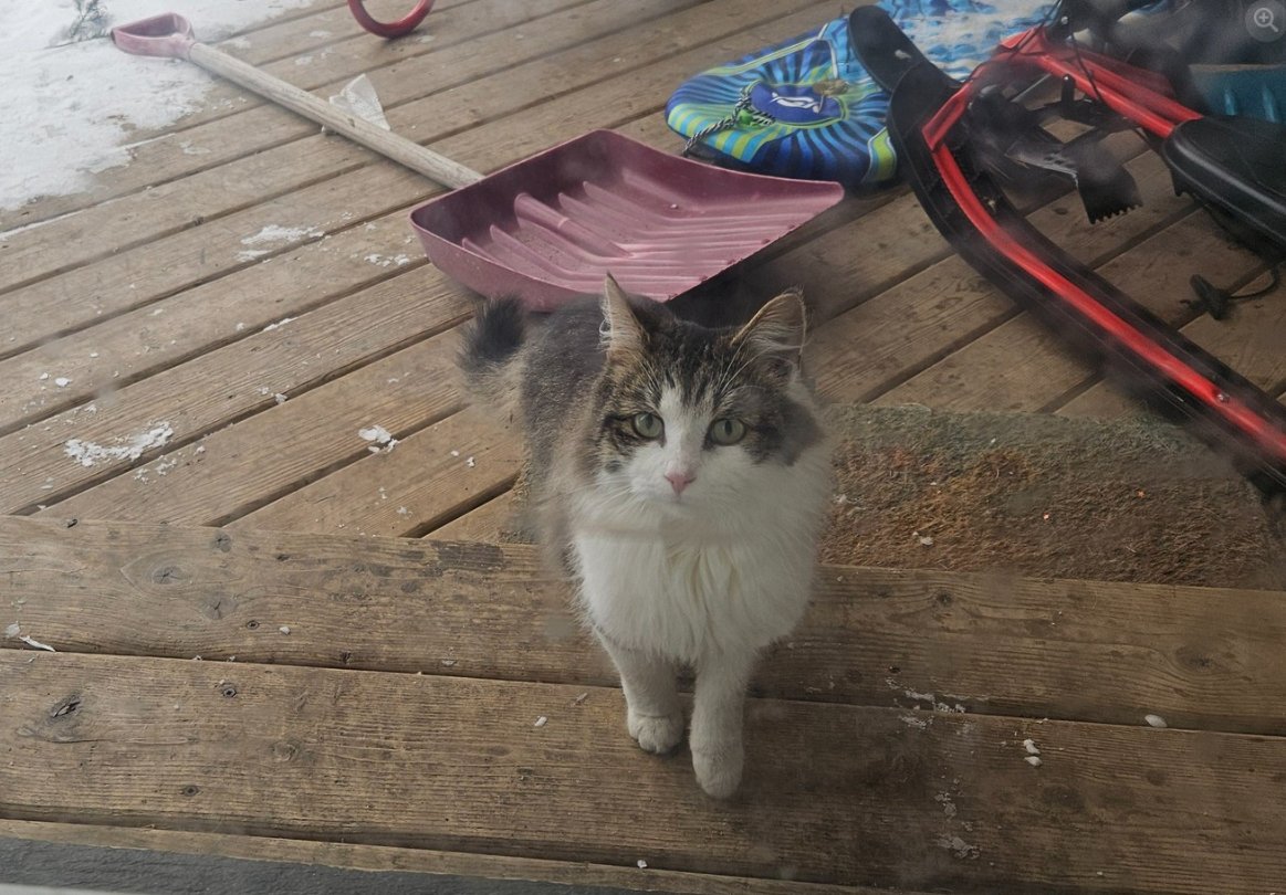 SPOTTED Dec 6. This brown tabby &amp; white medium-haired cat was seen in the Ward in #Guelph. facebook.com/groups/2316874…