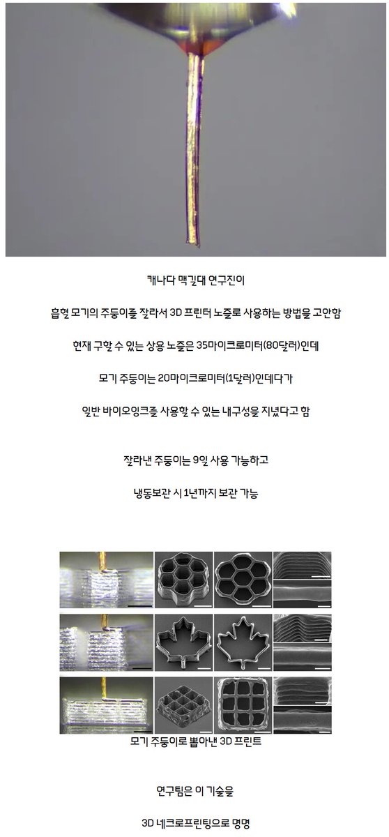 드디어 인류에게 도움이 된 모기