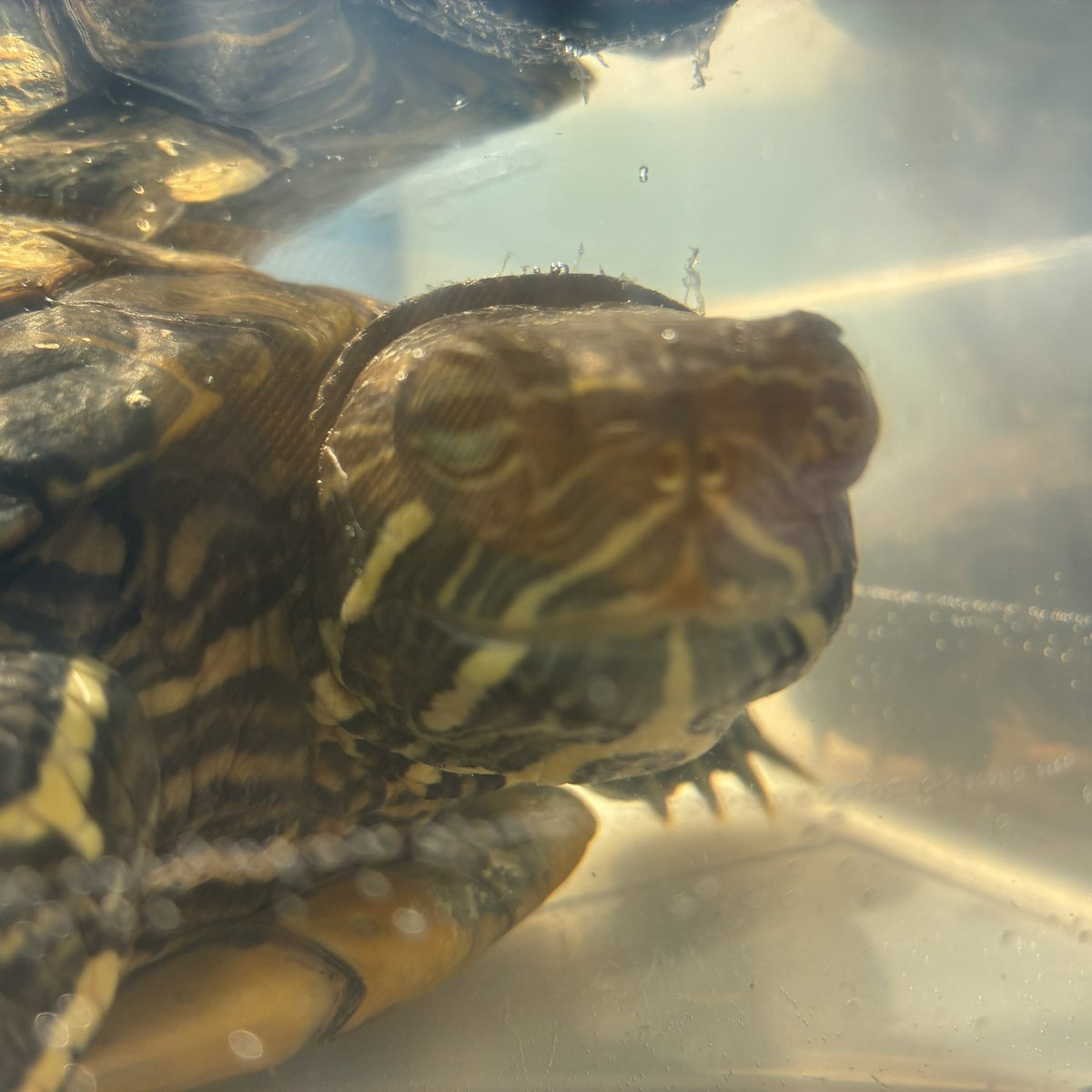 昨日のかめきちさん なんかゆるいなぁ🐢 #かめ #カメ #亀 #ミドリガメ