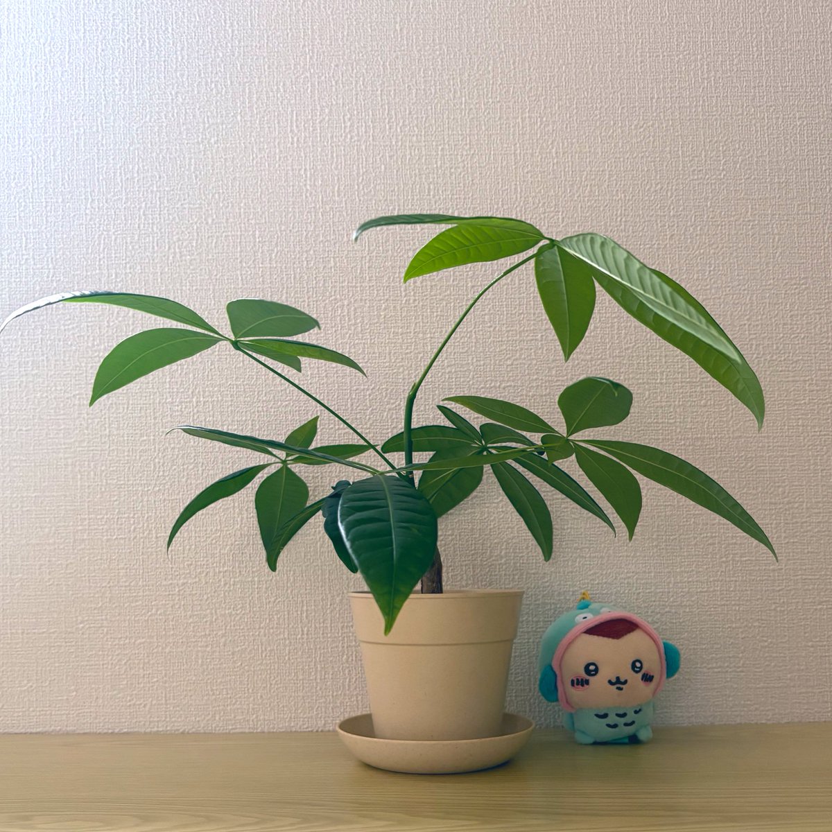 去年の11月に植物を育てたいって騒いでふぉろわ〜さんに意見を募りお迎えしたパキラめちゃくちゃ成長したから見て〜🌴