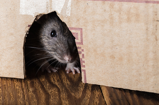 B/R Open Ice tweet media