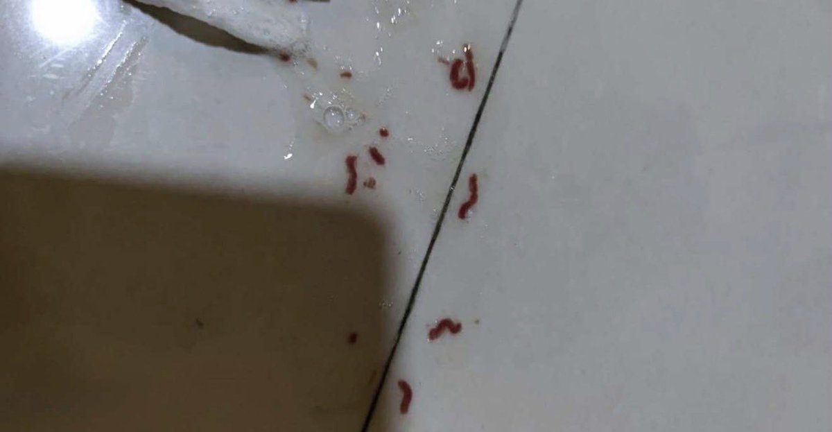 mageakoha's tweet image. URGENT HELP FOR SNOWY 🚨

When I walked into the house and saw Snowy vomiting blood everywhere, my heart dropped. I didn’t even think, I just grabbed her and rushed to the vet. The doctor told me Snowy has Severe Gastritis, and if it’s not treated immediately, it could be fatal