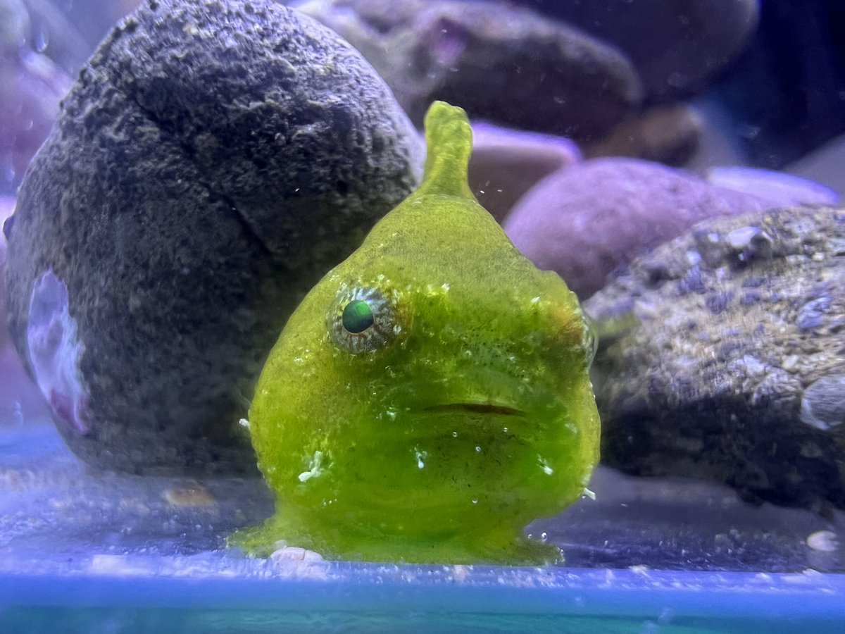 だんごむすめ (@dangomusume1) / Posts / X